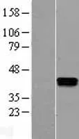 TP53I13 (NM_138349) Human Over-expression Lysate - image 1