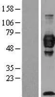 Cell adhesion molecuLe 4 (CADM4) (NM_145296) Human Over-expression Lysate - image 1