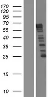 NCKAP5 (NM_207481) Human Over-expression Lysate - image 1
