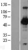 Nectin 2 (NECTIN2) (NM_002856) Human Over-expression Lysate - image 1