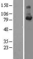 Cyclin F (CCNF) (NM_001761) Human Over-expression Lysate - image 1