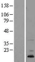 ASIP (NM_001672) Human Over-expression Lysate - image 1