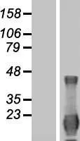 ID4 (NM_001546) Human Over-expression Lysate - image 1