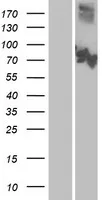 CNG3 (CNGA3) (NM_001298) Human Over-expression Lysate - image 1