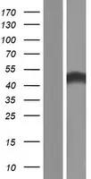 PNMA8A (NM_001103149) Human Over-expression Lysate - image 1