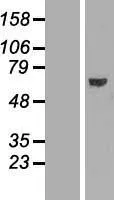 ABCE1 (NM_001040876) Human Over-expression Lysate - image 1