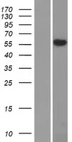 SLC29A4 (NM_001040661) Human Over-expression Lysate - image 1