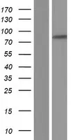 PPAN-P2RY11 (NM_001040664) Human Over-expression Lysate - image 1