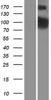 PDE4 (PDE4B) (NM_001037341) Human Over-expression Lysate - image 1