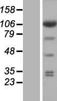 eIF3s8 (EIF3C) (NM_001037808) Human Over-expression Lysate - image 1