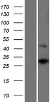 RPS4Y2 (NM_001039567) Human Over-expression Lysate - image 1