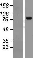 RGL3 (NM_001035223) Human Over-expression Lysate - image 1