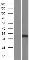 VPS26 (VPS26A) (NM_001035260) Human Over-expression Lysate - image 1