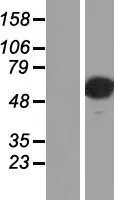 AP2 alpha (TFAP2A) (NM_001032280) Human Over-expression Lysate - image 1