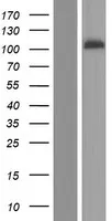 EXOC1 (NM_001024924) Human Over-expression Lysate - image 1