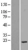 RPS14 (NM_001025070) Human Over-expression Lysate - image 1