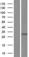PHOSPHO2 (NM_001008489) Human Over-expression Lysate - image 1