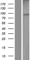 ERV31 (ERV3-1) (NM_001007253) Human Over-expression Lysate - image 1