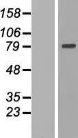 IF 2(Mt) (MTIF2) (NM_001005369) Human Over-expression Lysate - image 1