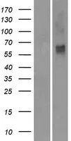OR2M2 (NM_001004688) Human Over-expression Lysate - image 1