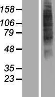 OR52I2 (NM_001005170) Human Over-expression Lysate - image 1