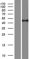 RECQL5 (NM_001003716) Human Over-expression Lysate - image 1