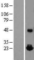 IL10 (NM_000572) Human Over-expression Lysate - image 1