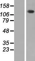 PHKA2 (NM_000292) Human Over-expression Lysate - image 1