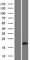 ErbB 3 (ERBB3) (NM_001005915) Human Over-expression Lysate - image 1