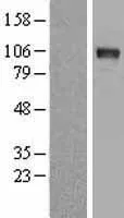 DDR2 (NM_001014796) Human Over-expression Lysate - image 1