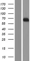 Netrin G1 (NTNG1) (NM_001113226) Human Over-expression Lysate - image 1