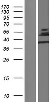 CLIC5 (NM_001114086) Human Over-expression Lysate - image 1
