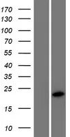KLLN (NM_001126049) Human Over-expression Lysate - image 1