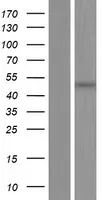 PCID2 (NM_001127202) Human Over-expression Lysate - image 1