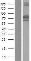 DYNC1I1 (NM_001135557) Human Over-expression Lysate - image 1