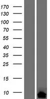 Cortexin 2 (CTXN2) (NM_001145668) Human Over-expression Lysate - image 1