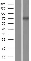RUNX1T1 (NM_175634) Human Over-expression Lysate - image 1