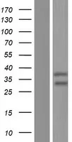 LYK5 (STRADA) (NM_001165970) Human Over-expression Lysate - image 1