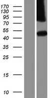 DIPK1C (NM_001044369) Human Over-expression Lysate - image 1