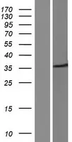 Syntaxin 3 (STX3) (NM_001178040) Human Over-expression Lysate - image 1