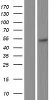 DP2 (TFDP2) (NM_001178140) Human Over-expression Lysate - image 1