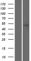 SRP54 (NM_001146282) Human Over-expression Lysate - image 1