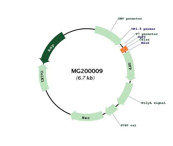 Cflar (BC023121) Mouse Tagged ORF Clone - image 1