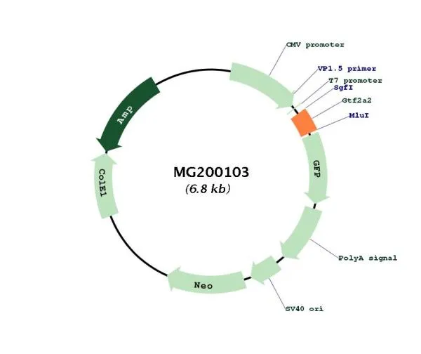 Gtf2a2 (BC028551) Mouse Tagged ORF Clone - image 1