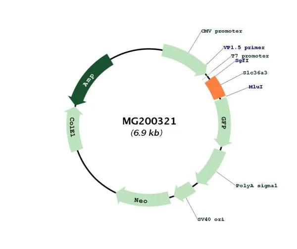 Slc36a3 (BC049682) Mouse Tagged ORF Clone - image 1