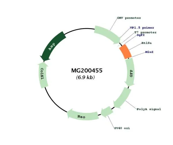 Cxx1a (BC003436) Mouse Tagged ORF Clone - image 1