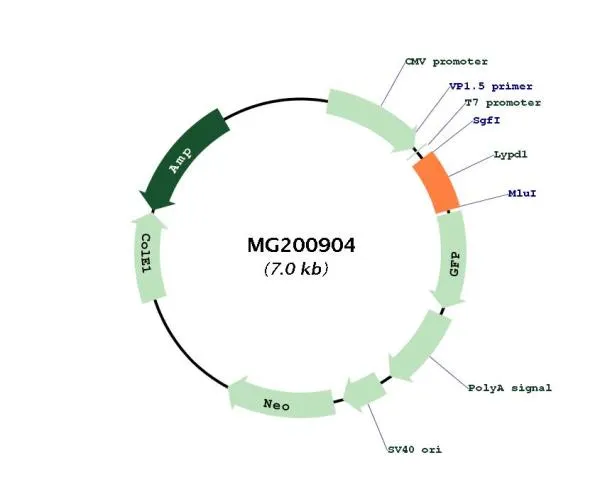 Lypd1 (BC058599) Mouse Tagged ORF Clone - image 1