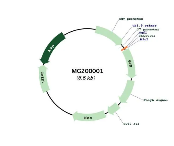 BC057363 Mouse Tagged ORF Clone - image 1