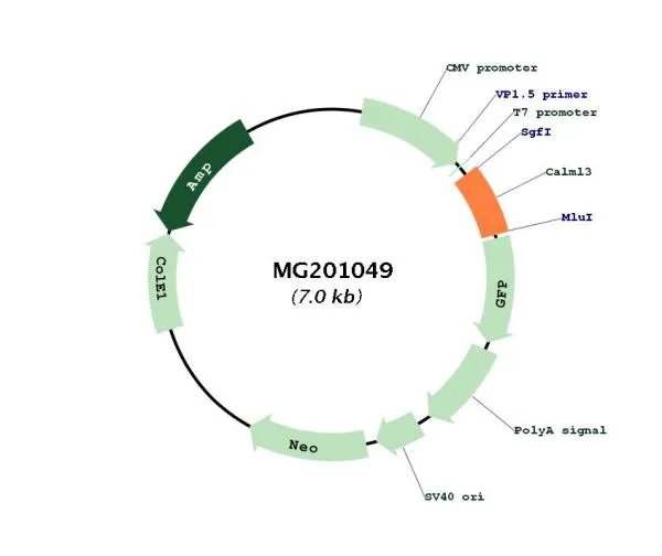 CalmL3 (NM_027416) Mouse Tagged ORF Clone - image 1