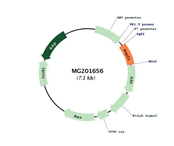 Rap2c (BC027363) Mouse Tagged ORF Clone - image 1